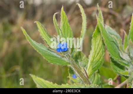 Kleine blaue Blume von grünem Alkanet Stockfoto