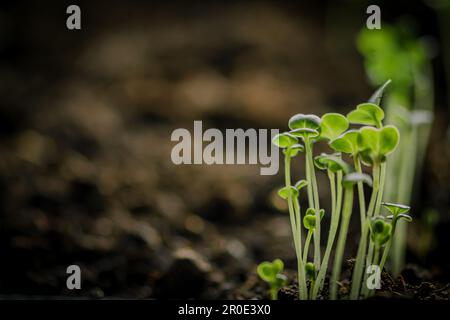 Kleine junge grüne Rapini- oder Rüben-Setzlinge, die aus Samen in fruchtbaren Pflanzböden gepflanzt wurden, aus nächster Nähe Stockfoto