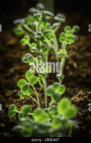 Kleine junge grüne Rapini- oder Rüben-Setzlinge, die aus Samen in fruchtbaren Pflanzböden gezüchtet wurden, dicht beieinander, vertikal Stockfoto