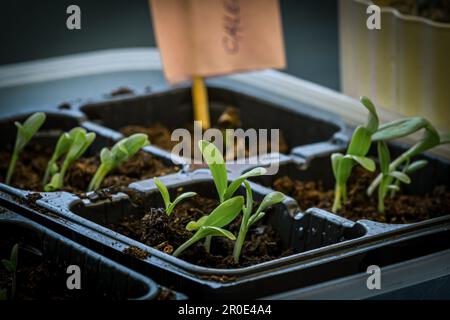 Kleine, frische, grüne Kalendula oder Ringelblumen, die gerade aus den Samen in fruchtbaren Pflanzböden in kleinen Kunststoffvasen gezüchtet wurden, Nahaufnahme Stockfoto