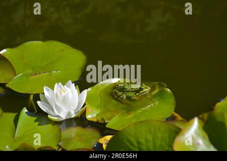 Wasserfrosch in der Nähe von Weißwasserlilien im Gartenteich Stockfoto
