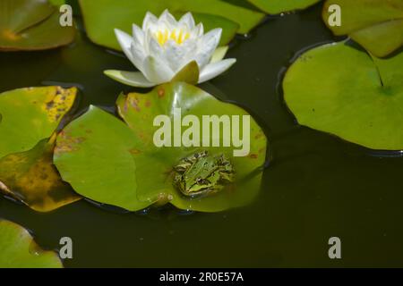Wasserfrosch in der Nähe von Weißwasserlilien im Gartenteich Stockfoto