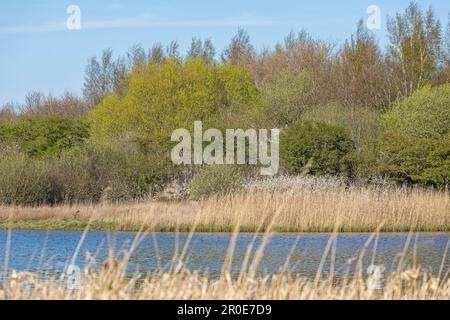 Basrotter Noor, Geltinger Birk, Schleswig-Holstein, Deutschland Stockfoto