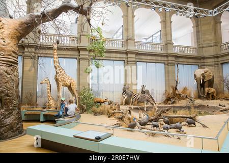 Zoologisches Forschungsmuseum Alexander Koenig, Dauerausstellung Savannah, Naturhistorisches Museum, Bonn, Nordrhein-Westfalen, Deutschland Stockfoto