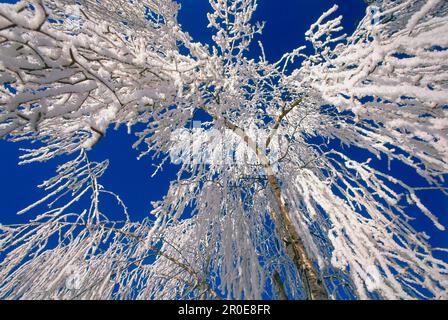 Birke mit glasiertem Frost bedeckt, Oberbayern, Deutschland Stockfoto