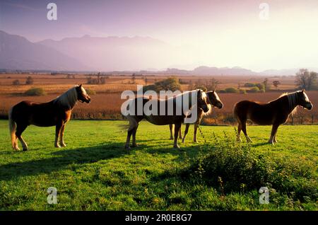 Vier Pferde auf sonniger Weide, Murnauer Moos, Murnau, Oberbayern, Deutschland Stockfoto