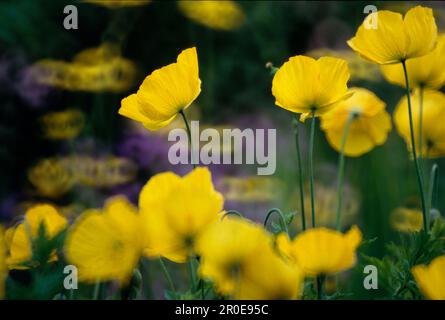 Gelber Mohn Natur Stockfoto