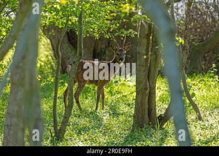 Roe Buck schaut in die Kamera, Geltinger Birk, Schleswig-Holstein, Deutschland Stockfoto