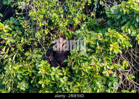 Schimpanse (Pan troglodytes), Fluss Gambia Nationalpark, Gambia Stockfoto