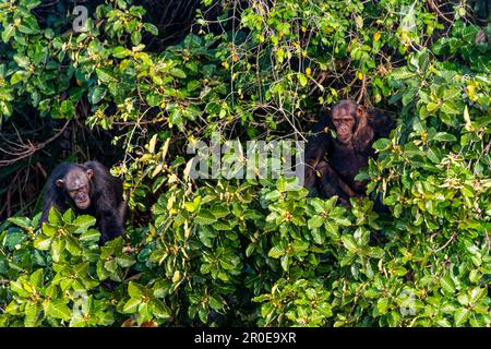 Schimpanse (Pan troglodytes), Fluss Gambia Nationalpark, Gambia Stockfoto