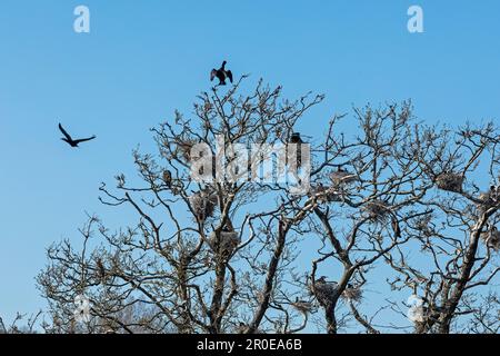 Kormorane in ihren Nestern in Bäumen, fliegender Kormoran, Geltinger Birk, Schleswig-Holstein, Deutschland Stockfoto