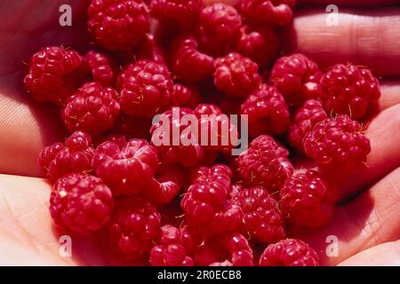 Eine Handvoll wilder Himbeeren Stockfoto