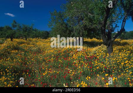 Margeriten, Mohn und Mandelbaeume, Santa Maria del Cami Mallorca, Balearen, Spanien Stockfoto