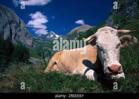 Kuh auf Gras in den Bergen, hohe Tauern, Salzburger Land, Österreich Stockfoto