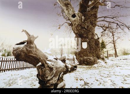 Eiche ca. 1000 Jahre alt, Thüringen Deutschland Stockfoto