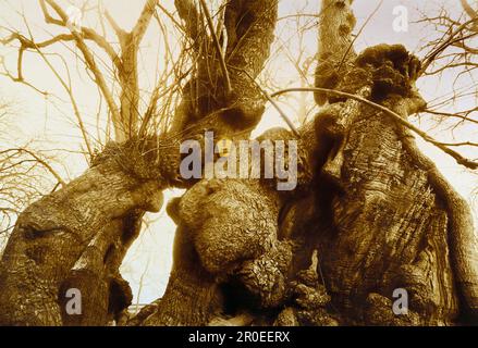 Kalkbaum, ca. 800 Jahre alt, Mecklenburg-Vorpommern, Deutschland Stockfoto