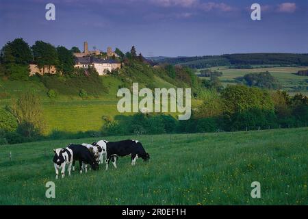Kühe auf der Weide, Kronenburg im Hintergrund, Eifel, Nordrhein-Westfalen, Deutschland Stockfoto