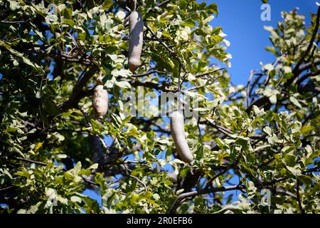 Sausage Tree (Kigelia africana), Moremi Wildlife Reserve, Okavangodelta, Botsuana Stockfoto