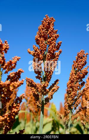 Hirse-Feld in der Nähe von Transport, Botswana Stockfoto