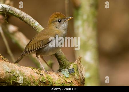 Ruddy-Capped Nightingale-Soor (Catharus frantzii) Erwachsener, hoch oben auf dem Ast, Costa Rica Stockfoto