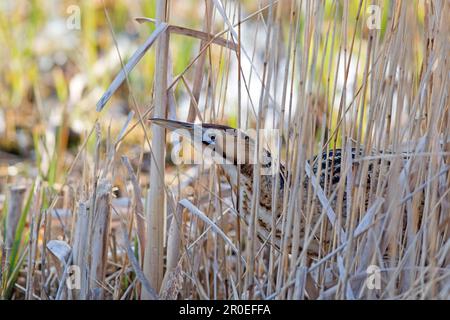 Große eurasische Bitterkeit (Botaurus stellaris), männlicher Erwachsener, steht unter Schilf in Minsmere RSPB Reserve, Suffolk, England, Vereinigtes Königreich Stockfoto