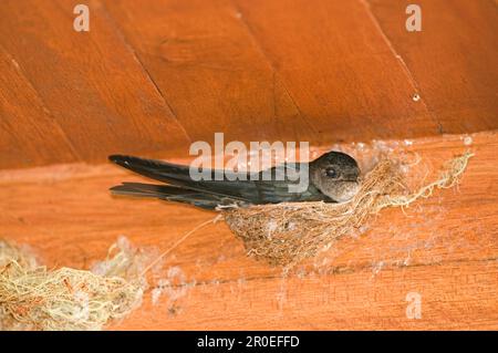 hochglanztetra (Collocalia esculenta), Erwachsener, sitzt auf einem Nest, nistet flach, Cebu Island, Philippinen Stockfoto