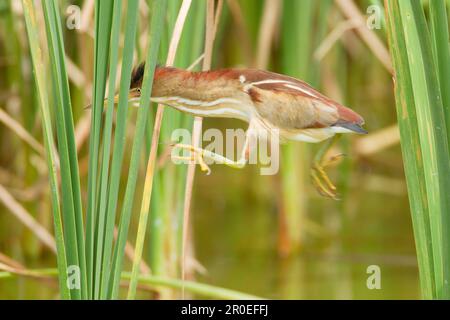 Least Bittern (Ixobrychus exilis), Erwachsene Frau, Springer zwischen Karamell, Port Aransas, Mustang Island, Texas (U.) S.A. Stockfoto