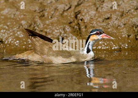 Heliopais, Colymbus fulica, Sungrebe (Heliornis fulica), Lesser Finfoot (fulica), Finfoot, Finfoot, Tiere, Vögel, Sungrebe, weiblich, Schwimmen Stockfoto