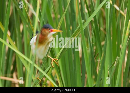 Last Bittern (Ixobrychus exilis), männlich, männlich, Zuchthupfer, Klammern an Schilfrohr, Port Aransas, Mustang Island, TEXAS (U.) S.A. Stockfoto