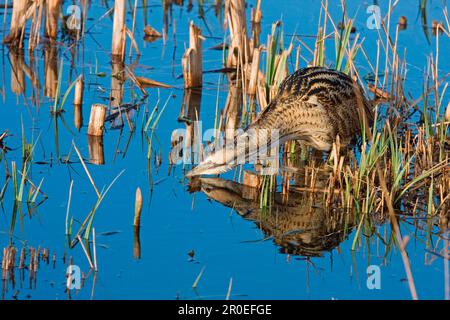 Große eurasische Bitter (Botaurus stellaris), Erwachsene, Angeln im Wasser, Minsmere RSPB Reserve, Suffolk, England, Vereinigtes Königreich Stockfoto