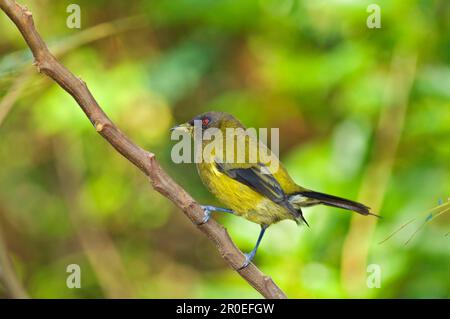 Neuseeländischer neuseeländischer Bellbird (Anthornis melanura), Erwachsener, sitzt auf einem Zweig, Tiritiri Matangi Island, Nordinsel, Neuseeland Stockfoto