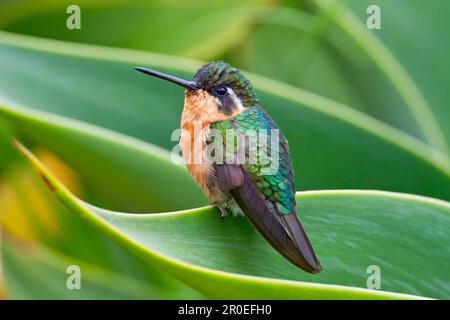 Weißkehlchen Bergkehlchen, Weißkehlchen Bergkehlchen (Lampornis castaneoventris), Tiere, Vögel, Weißkehlchen Stockfoto