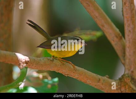 Goldkronenschere (Basileuterus culicivorus), männlicher Erwachsener, auf einem Ast, Provinz Buenos Aires, Argentinien Stockfoto