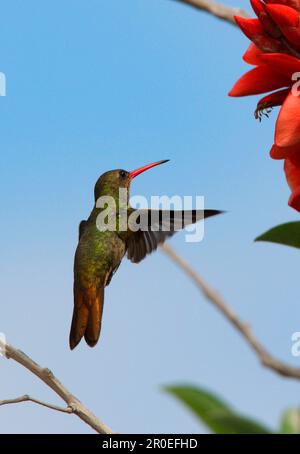 Vergoldeter Kolibri (Hylocharis chrysura), Erwachsener, im Flug, schwebend bei Blume, Provinz Buenos Aires, Argentinien Stockfoto