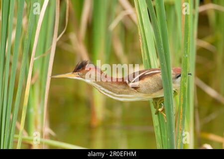 Least Bittern (Ixobrychus exilis), Erwachsene Frau, die sich an Schilfrohr klammert, Port Aransas, Mustang Island, Texas (U.) S.A. Stockfoto