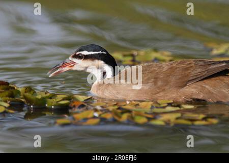 Heliopais, Colymbus fulica, Sungrebe (Heliornis fulica), Lesser Finfoot (fulica), Finfoot, Finfoot, Tiere, Vögel, Sungrebe Erwachsener, Schwimmen Stockfoto