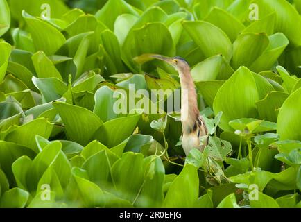 Gelbe Bitter (Ixobrychus sinensis), Erwachsene, inmitten von aquatischer Vegetation, Candaba Marsh, Luzon Island, Philippinen Stockfoto