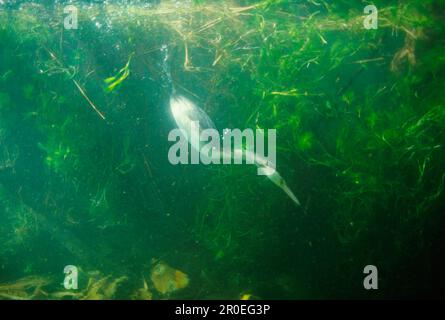 Podiceps cristatus auf der Suche nach Fischen unter Wasser (S) Stockfoto