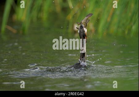 Riesenkammmuschel (Podiceps cristatus), Erwachsener, Schluckmahlzeit (Tinca tinca), Derbyshire, England, Großbritannien Stockfoto