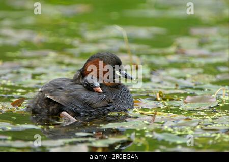 Little Grebe (Tachybaptus ruficollis), Erwachsener, mit Küken auf dem Rücken, Schwimmen, Derbyshire, England, Großbritannien Stockfoto