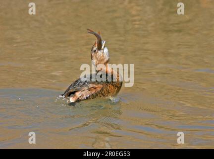 Rattenbarsch (Podilymbus podiceps), Erwachsener, Wintergurke, Schluckfisch, New Mexico (U.) S. A. Stockfoto