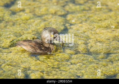 Least Grebe (Tachybaptus dominicus), Erwachsener, Fütterung, Schwimmen in Algen, Sabal Palm Sanctuary, Rio Grande Valley, TEXAS (U.) S.A. Stockfoto