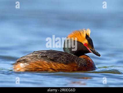 Hornklee (Podiceps auritus), Erwachsener, Zuchtrücke, Schwimmen, Finnland Stockfoto