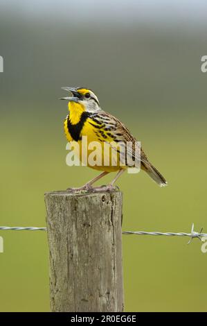 Eastern Meadowlark (Sturnella magna), männlich, singend, auf Zaunpfahl, Florida (U.) S.A. Stockfoto