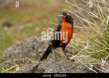 Langschwanzweihe (Sturnella loyca), Singvögel, Tiere, Vögel, Langschwanzweiler Meadow-Lark-Gesang, Falklandinseln (S) Stockfoto