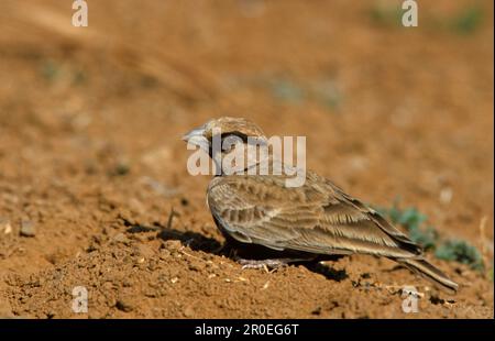 Eremopterix grisea, männlich auf dem Boden, Nordwestindien Stockfoto