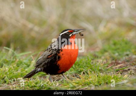 Langschwanzmeadowlarks (Sturnella loyca), Singvögel, Tiere, Vögel, Langschwanzmeadowlark, Erwachsene, Sie ernähren sich von Insektenlarven, New Island, Falkland Stockfoto