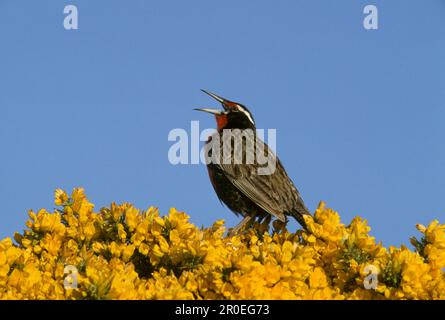 Langschwanzweihe (Sturnella loyca), Singvögel, Tiere, Vögel, Langschwanzweide - Lerengesang, Falklands Stockfoto