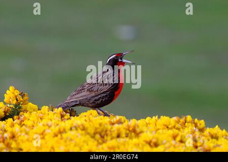 Langschwanzmeadowlarks (Sturnella loyca), Singvögel, Tiere, Vögel, Langschwanzmedow Lark Male singen auf Gänse Stockfoto