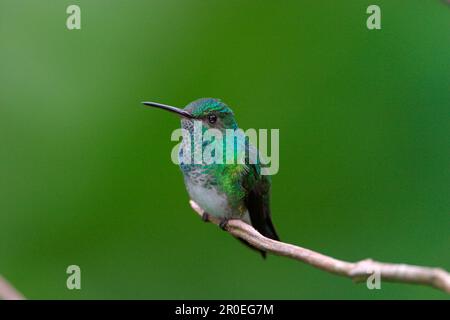 Blauäugiger Sapphire (Chlorestes notatus), weiblich, hoch oben auf dem Zweig, Trinidad, Trinidad und Tobago Stockfoto